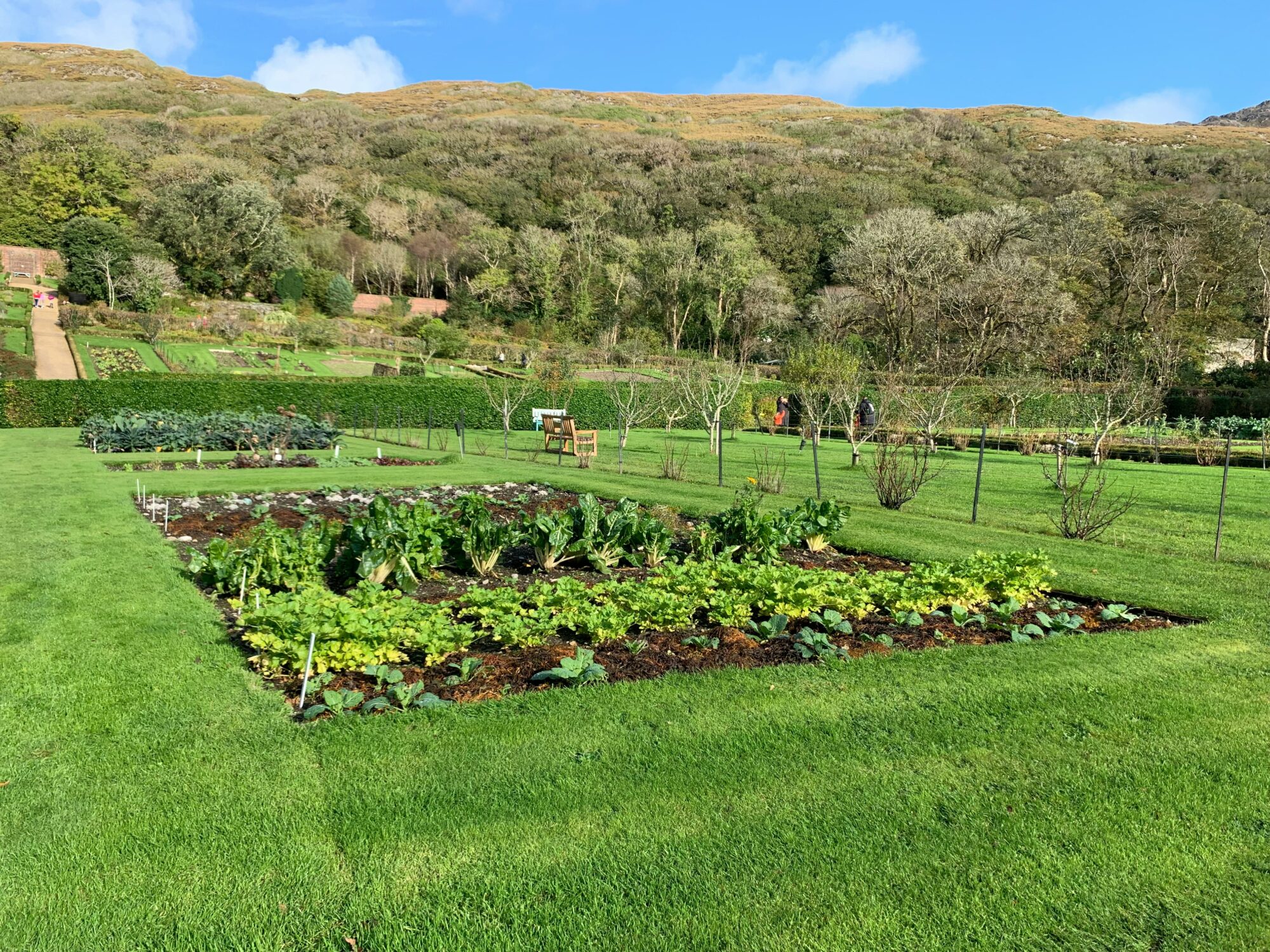 Rows of vegetables planted in a well-planned homestead garden layout